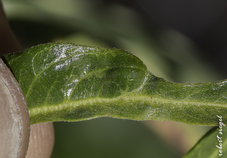 eleanor pardee park 2026